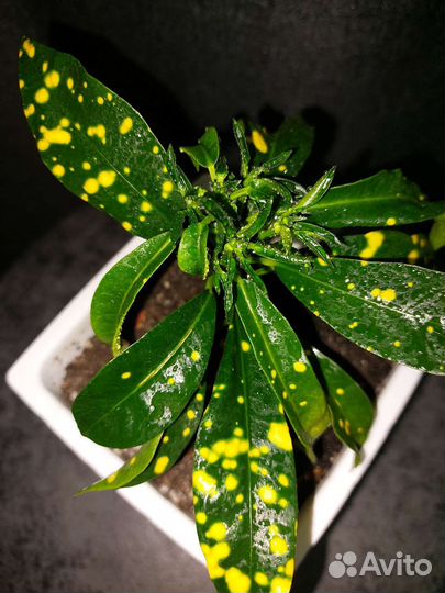 Кротон (кодиеум)