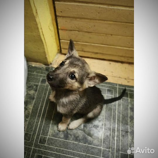 Щенок мальчик 3 месяца