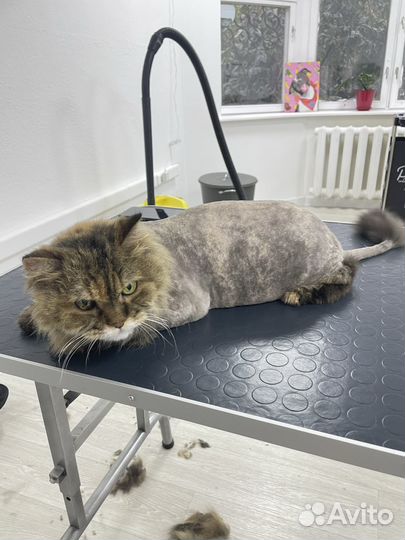 Груминг кошек