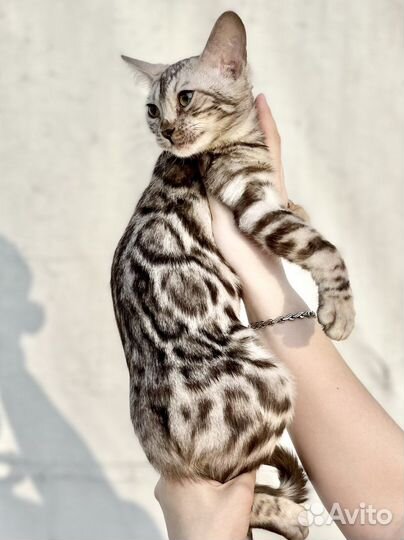 Серебро Бенгальский котёнок