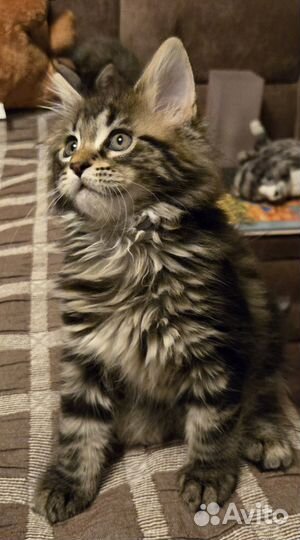 Котята породы мейн-кун