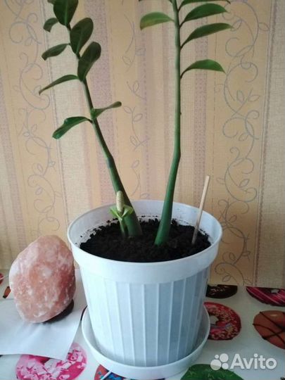 Замиокулькас