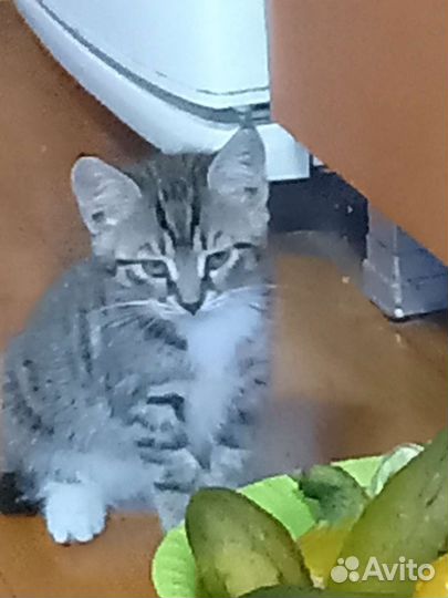 Кошка в дар