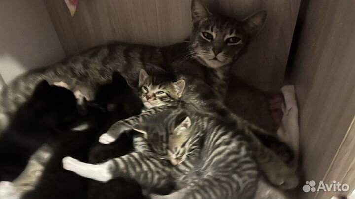 Котята метисы