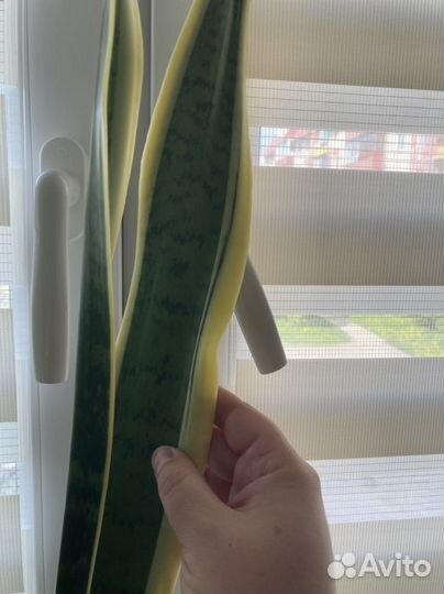 Сансевиерия лауренти(с желтой полосой щучий хвост)