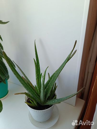 Комнатные цветы