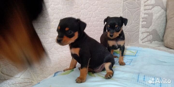 Той-терьер щенки