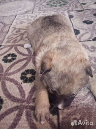 2 щенка осталось