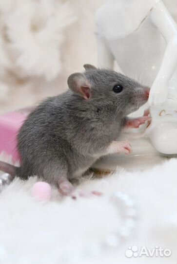 Крысята, крысы