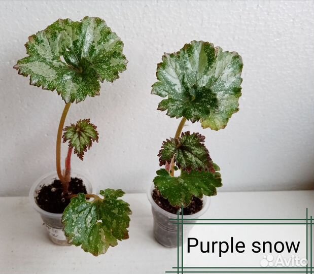 Бегония декоративно лиственная