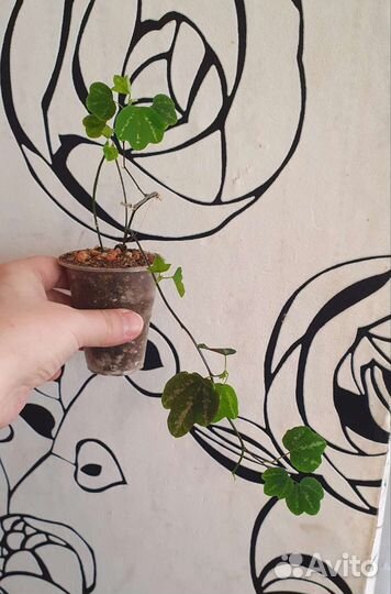 Аглаонемы и другие растения