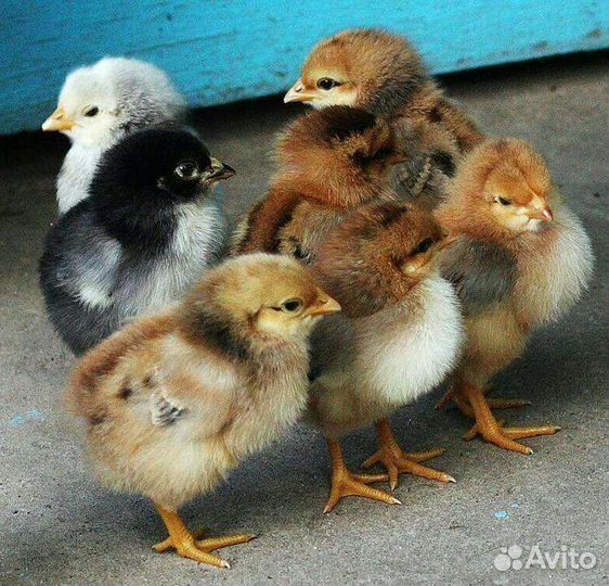 Живая птица