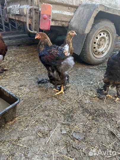 Петух брама