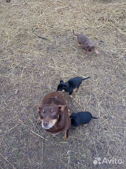 Щенки австралийский келпи