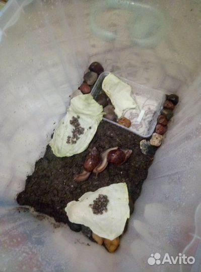 Улитки Ахатин