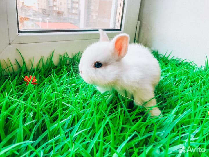 Мини карликовый кролик
