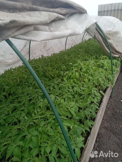 Рассада помидор