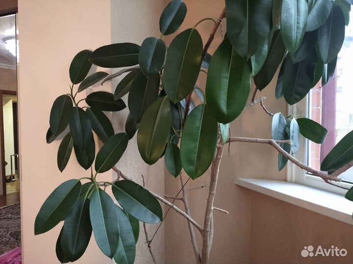 Фикус каучуконосный