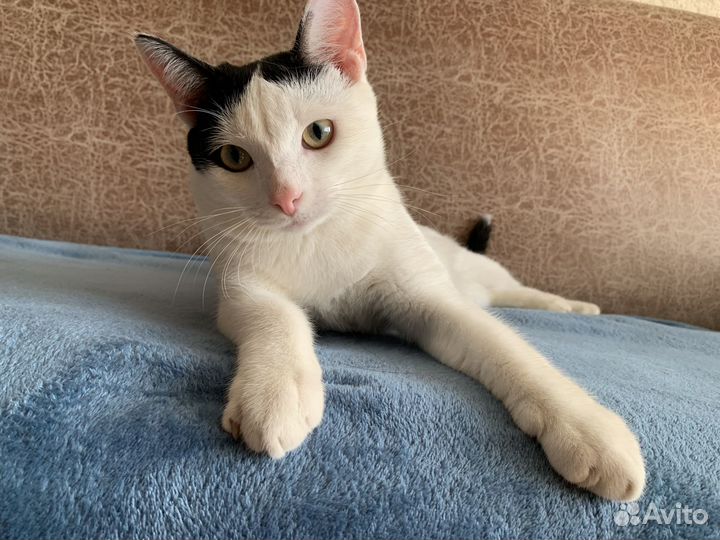 Отдам кота в добрые руки