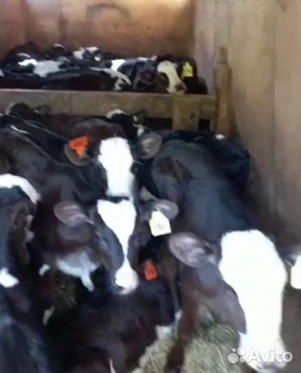 Бычки мясного направления