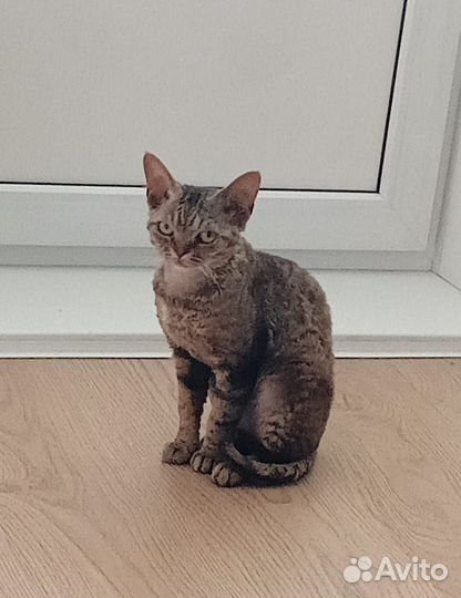 Кот (девон-рекс) 2 года