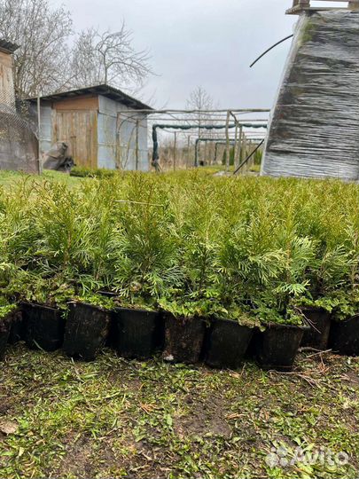 Туя смарагд