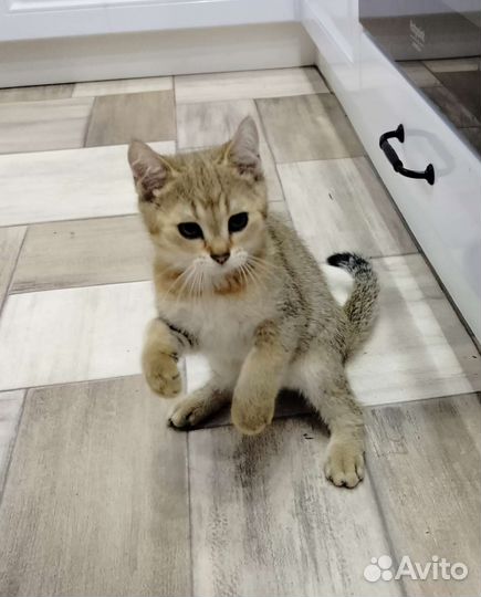 Шотландский котик