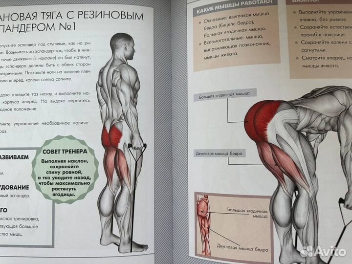 Книга «Анатомия силовых упражнений»