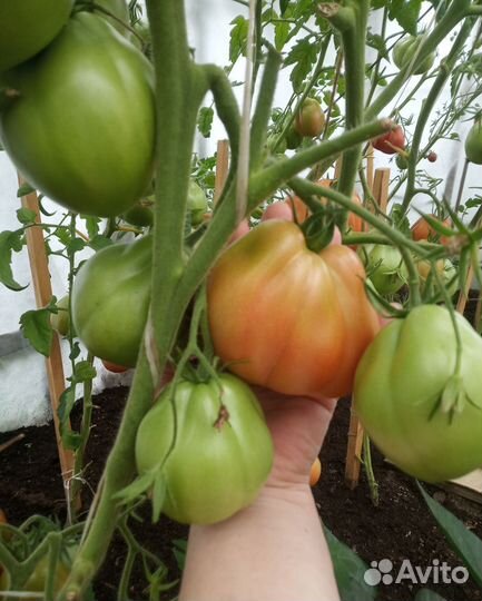 Рассада томатов