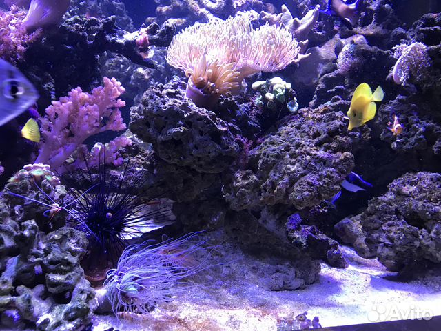 Живые камни для морского аквариума купить в Москве | Животные и ...