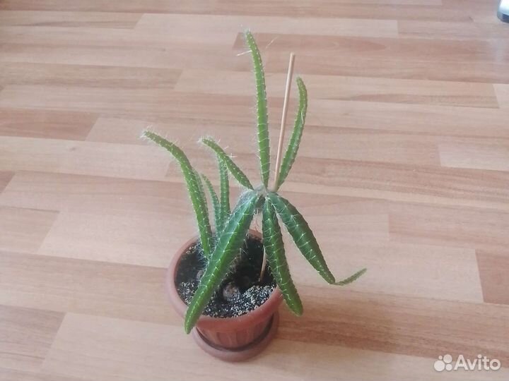 Кактус ампельный Hylocereus