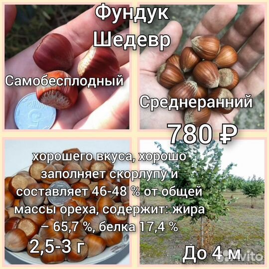 Саженцы фундука