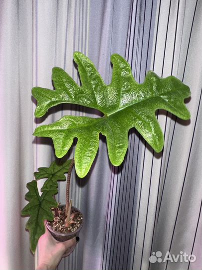 Алоказия жаклин