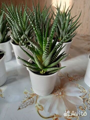 Хавортия суккулент