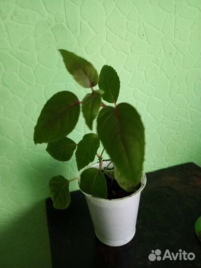 Фукция розовофиалетовая