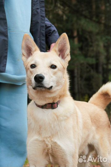 Щенок 1 год в добрые руки