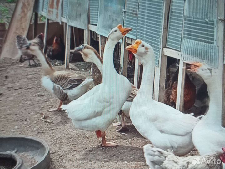 Гусята суточные