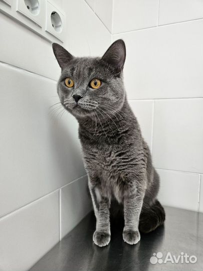 Британский кот
