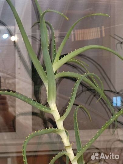 Комнатные цветы алоэ