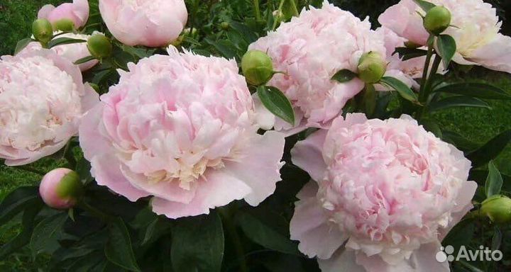 Пионы саженцы(корни), ландыши саженцы