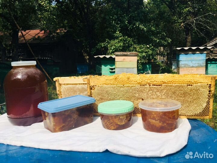 Пчелы и пчелосемьи