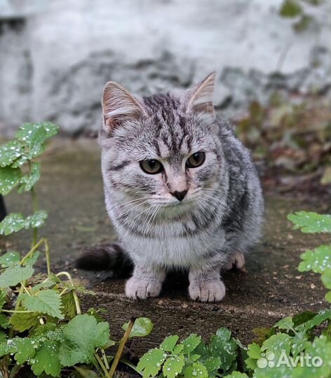 Котëнок ищет дом