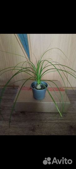 Бутылочное дерево нолина