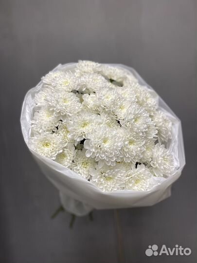 Хризантема кустовая