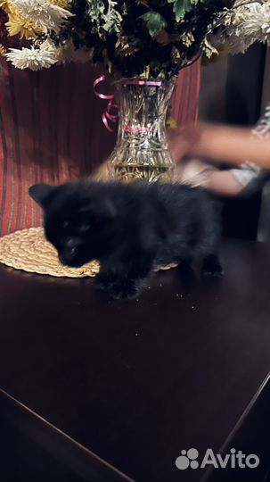 Прекрасные котята