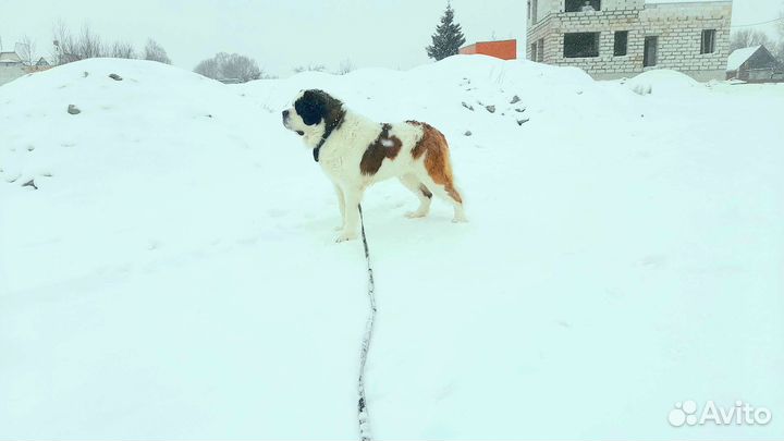 Сенбернар вязка