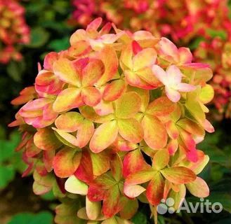Гортензия Граффити, укоренненые черенки.Новинка