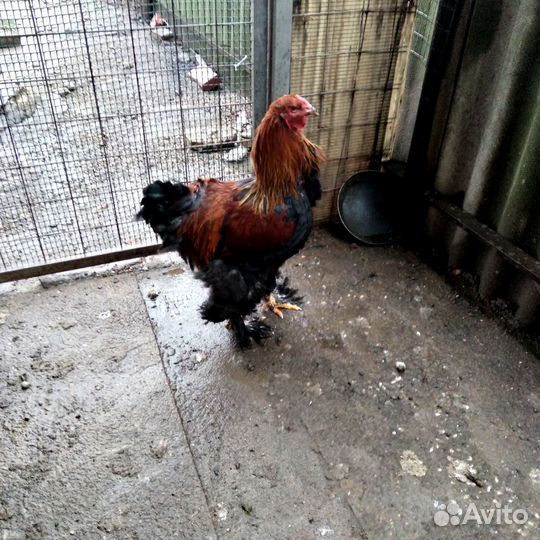 Куры. Порода брама. Петух