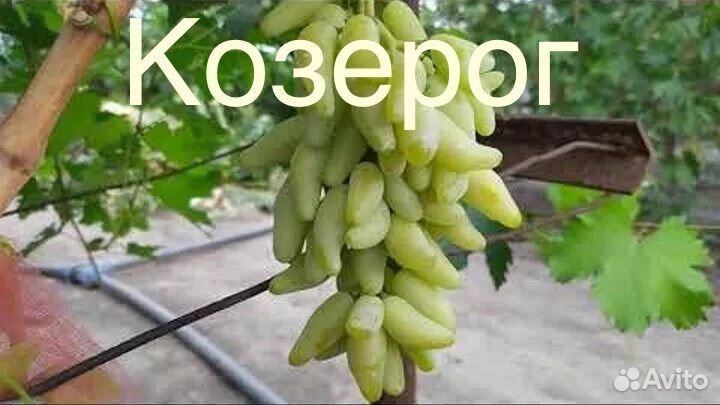 Черенки винограда Аватар Хэллоуин Инжир и т д