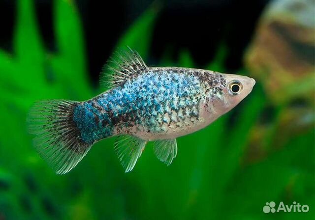 Пецилия голубая